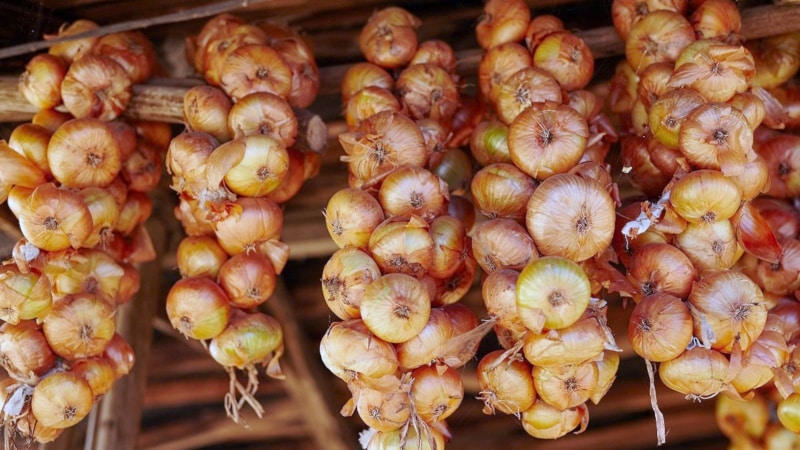 A step-by-step guide on how to preserve onion sets until spring at home