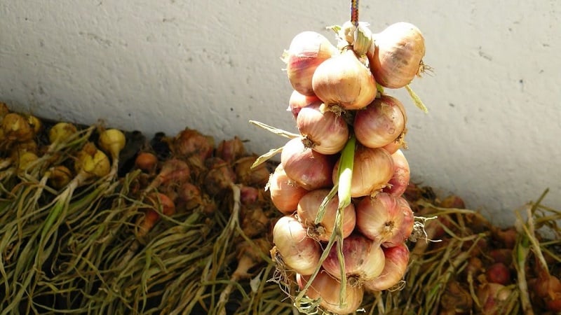 A step-by-step guide on how to preserve onion sets until spring at home