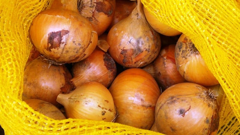 A step-by-step guide on how to preserve onion sets until spring at home