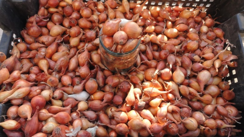 A step-by-step guide on how to preserve onion sets until spring at home