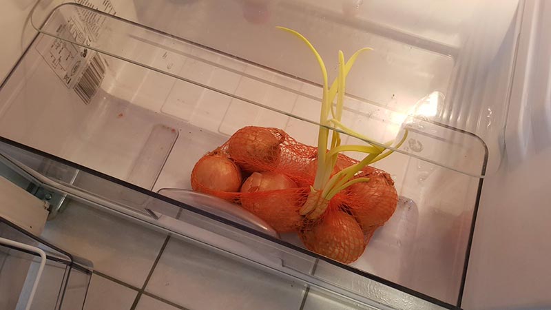 Best recommendations: how to preserve onions at home in an apartment