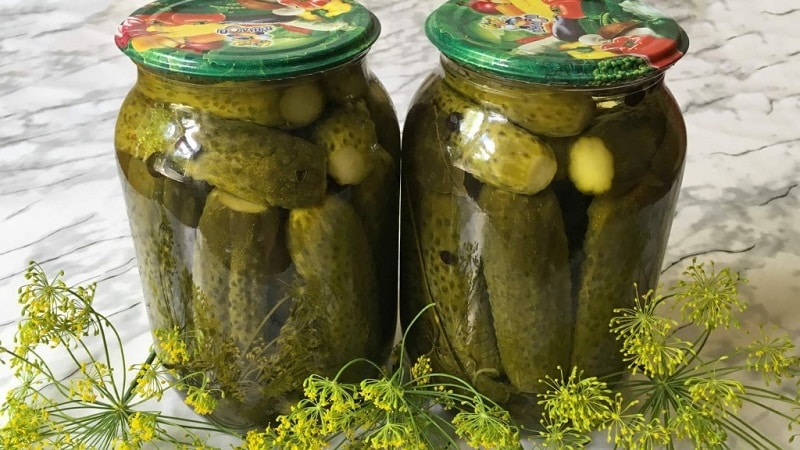 How to pickle bitter cucumbers for the winter and is it possible to do it?