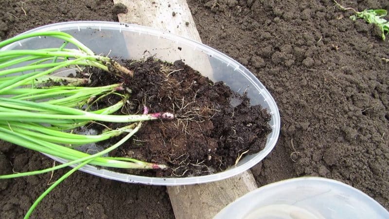 How to grow nigella onions: planting and care in open ground step by step