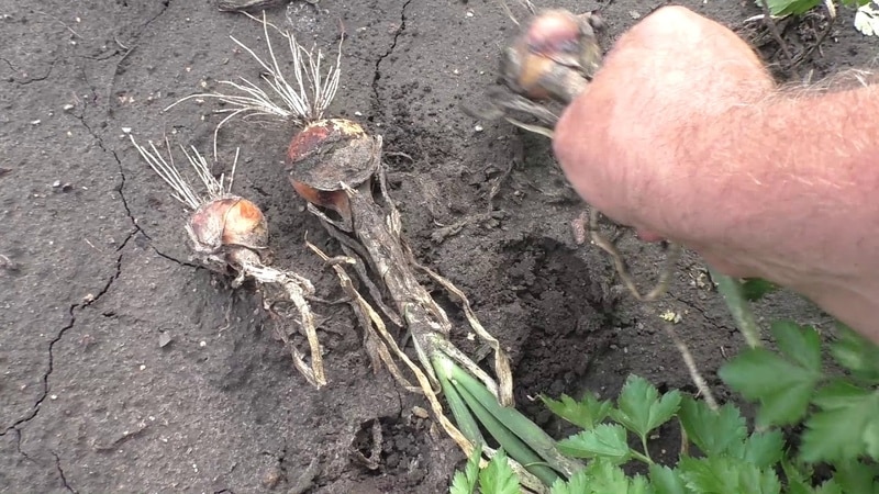 How to grow nigella onions: planting and care in open ground step by step