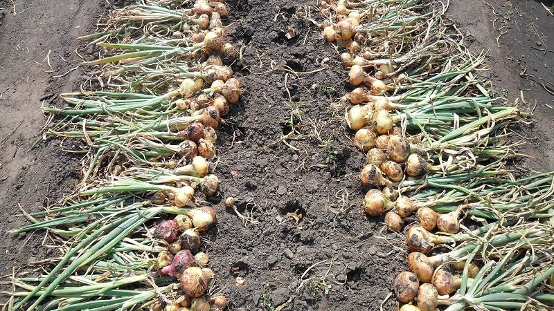 How to grow nigella onions: planting and care in open ground step by step