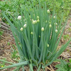 How to grow onion: planting and care in open ground before winter