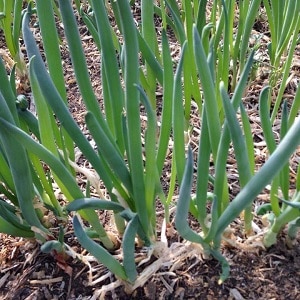 How to grow onion: planting and care in open ground before winter