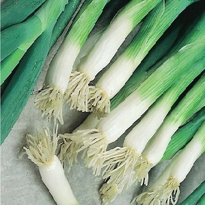 How to grow onion: planting and care in open ground before winter