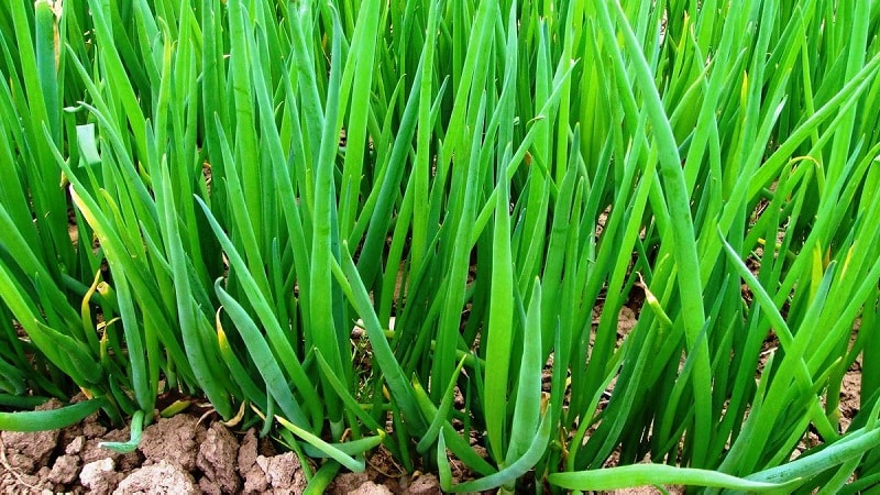 How to grow onion: planting and care in open ground before winter