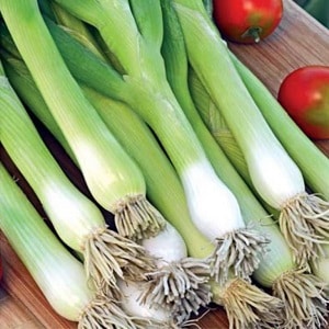 How to grow onion: planting and care in open ground before winter