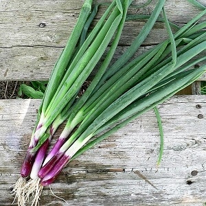 How to grow onion: planting and care in open ground before winter
