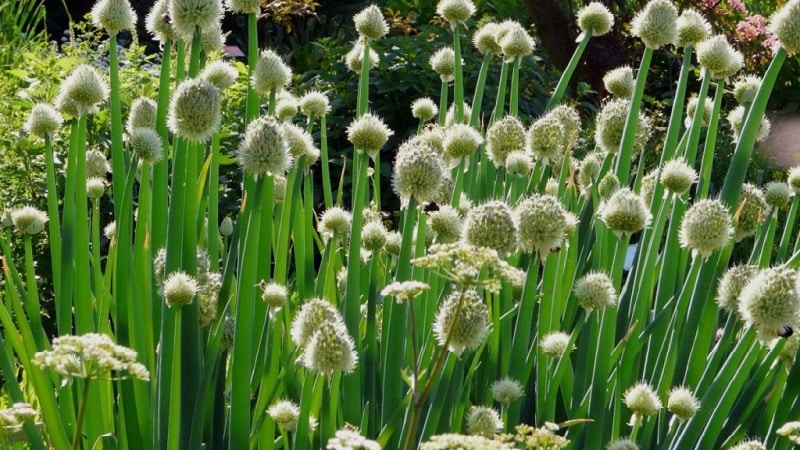 How to grow onion: planting and care in open ground before winter