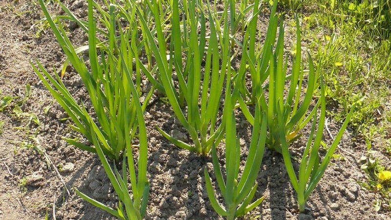 How to grow onion: planting and care in open ground before winter
