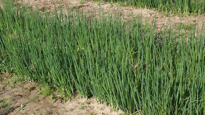 How to grow onion: planting and care in open ground before winter