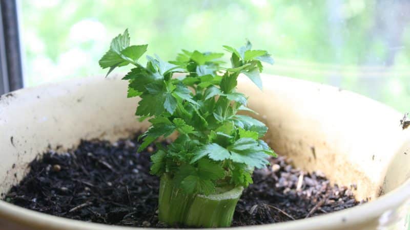 Step-by-step guide: how to grow celery at home on a windowsill and what you need for this