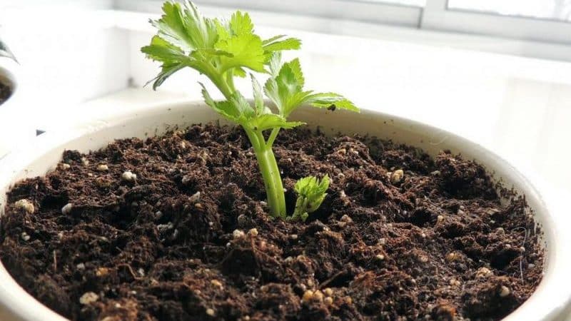 Step-by-step guide: how to grow celery at home on a windowsill and what you need for this