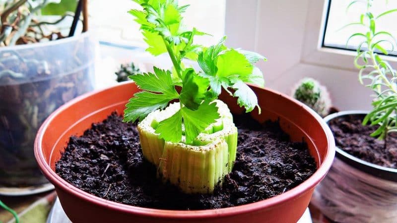Step-by-step guide: how to grow celery at home on a windowsill and what you need for this