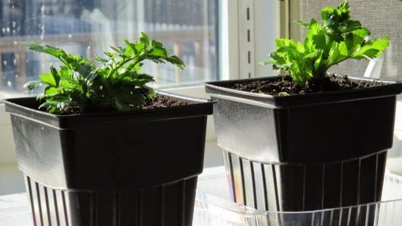 Growing and caring for celery in open ground
