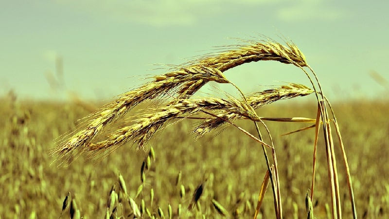 What is the technology for cultivating winter rye and its final yield?