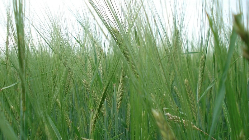 What is the technology for cultivating winter rye and its final yield?