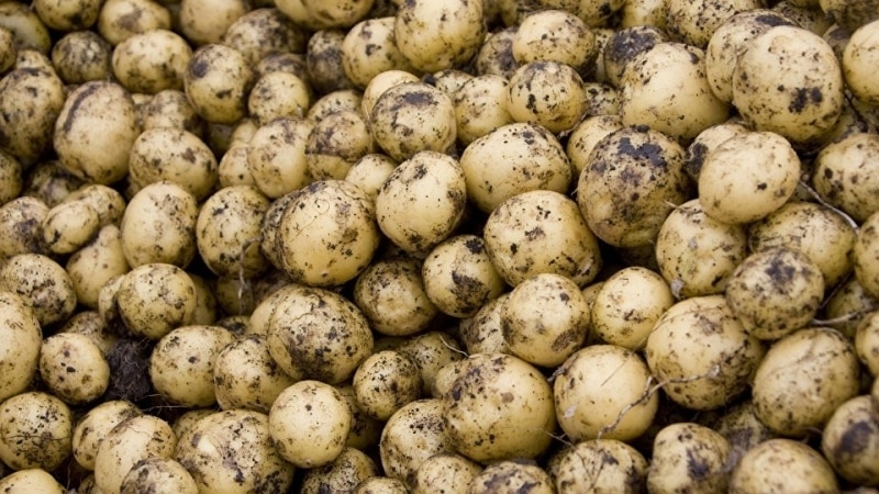 What caliber of potatoes are there (table) and what does it mean?