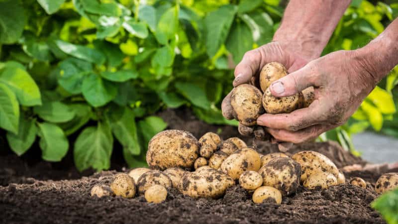 What caliber of potatoes are there (table) and what does it mean?