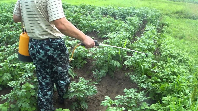 What caliber of potatoes are there (table) and what does it mean?