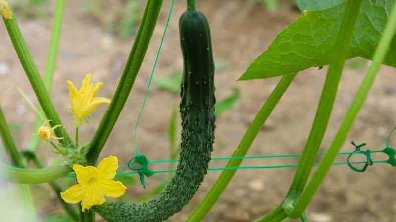 How to pickle Chinese long cucumbers for the winter and is it possible to do it?