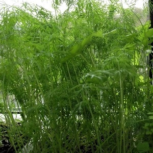 When to sow parsley and dill before winter and is it possible to do it?