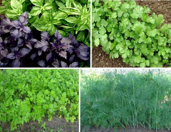 When to sow parsley and dill before winter and is it possible to do it?