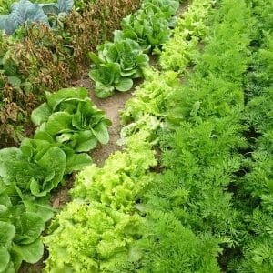 When to sow parsley and dill before winter and is it possible to do it?