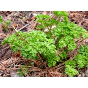When to sow parsley and dill before winter and is it possible to do it?