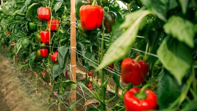 When to harvest peppers in a greenhouse: determine the degree of maturity of the crop and harvest it correctly and on time