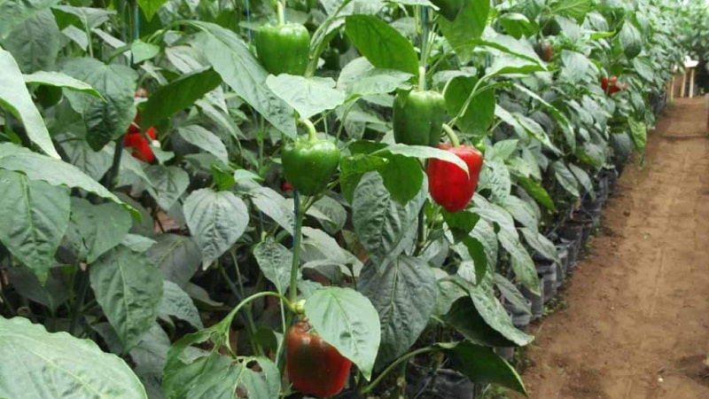 When to harvest peppers in a greenhouse: determine the degree of maturity of the crop and harvest it correctly and on time