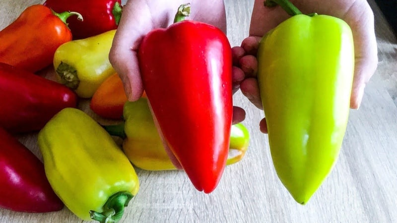 When to harvest peppers in a greenhouse: determine the degree of maturity of the crop and harvest it correctly and on time