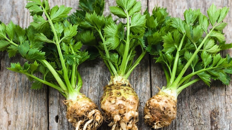 What are the benefits of celery root and how to use it correctly