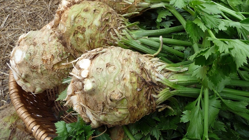 What are the benefits of celery root and how to use it correctly