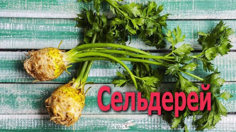 What are the benefits of celery root and how to use it correctly