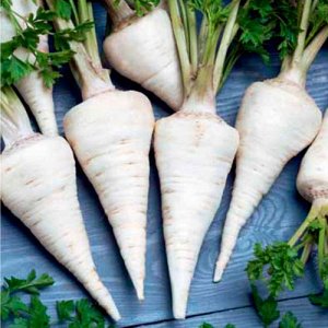 What is good about root parsley and why it is worth growing it