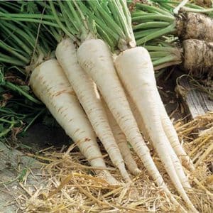 What is good about root parsley and why it is worth growing it