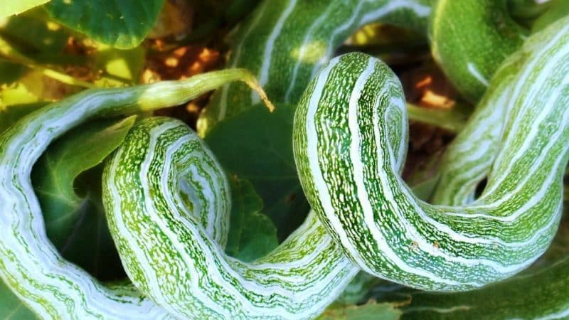 Round cucumbers and other exotic varieties