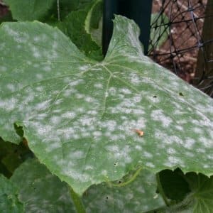 The best folk remedies for treating cucumbers against diseases