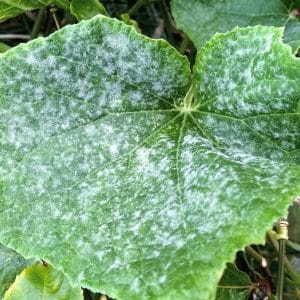The best folk remedies for treating cucumbers against diseases