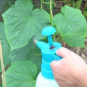 The best folk remedies for treating cucumbers against diseases