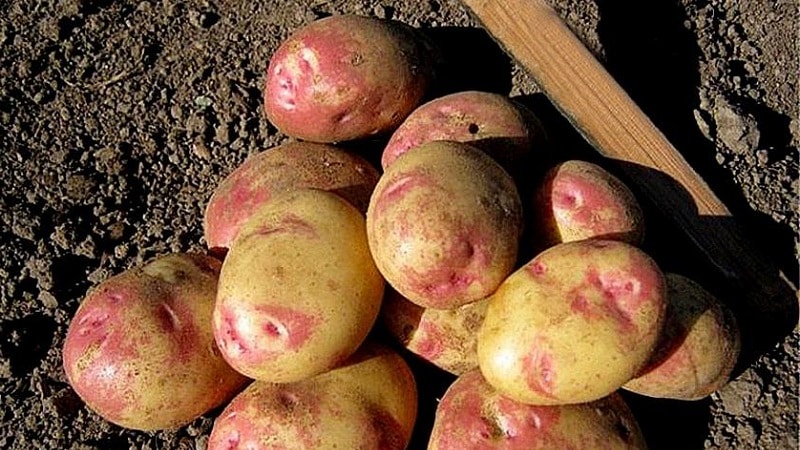 The best early potato varieties: Orchid, Lady Claire, Assol and others