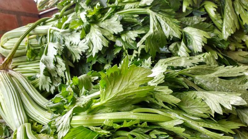 The best recipes for preparing leaf celery for the winter