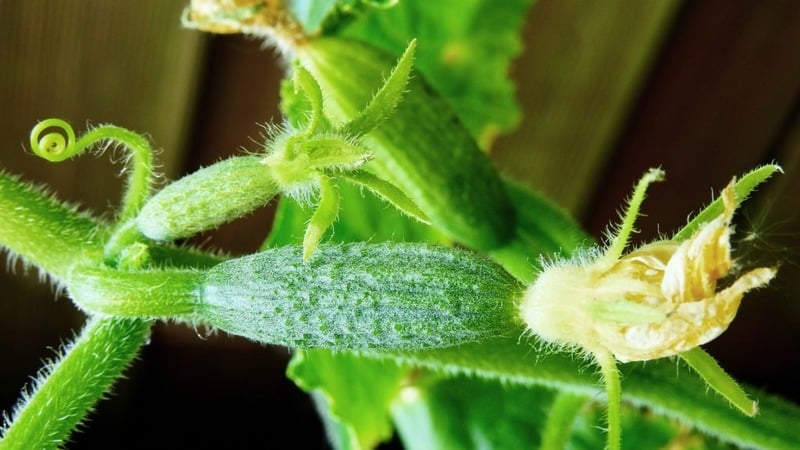 The best self-pollinating varieties of cucumbers for open ground