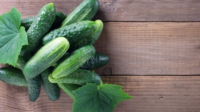 The best self-pollinating varieties of cucumbers for open ground