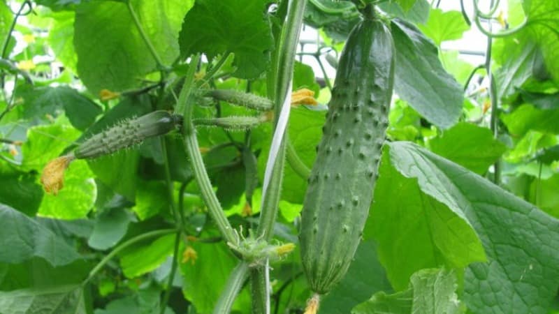 The best self-pollinating varieties of cucumbers for open ground