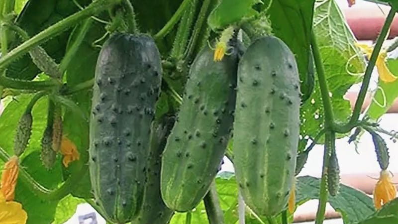 The best self-pollinating varieties of cucumbers for open ground